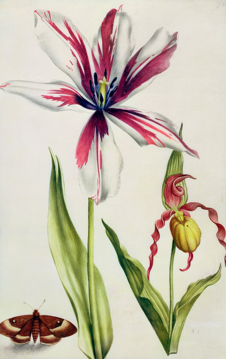 Orchidee, Tulpe und Schmetterling, ca. 1675 von Nicolas Robert