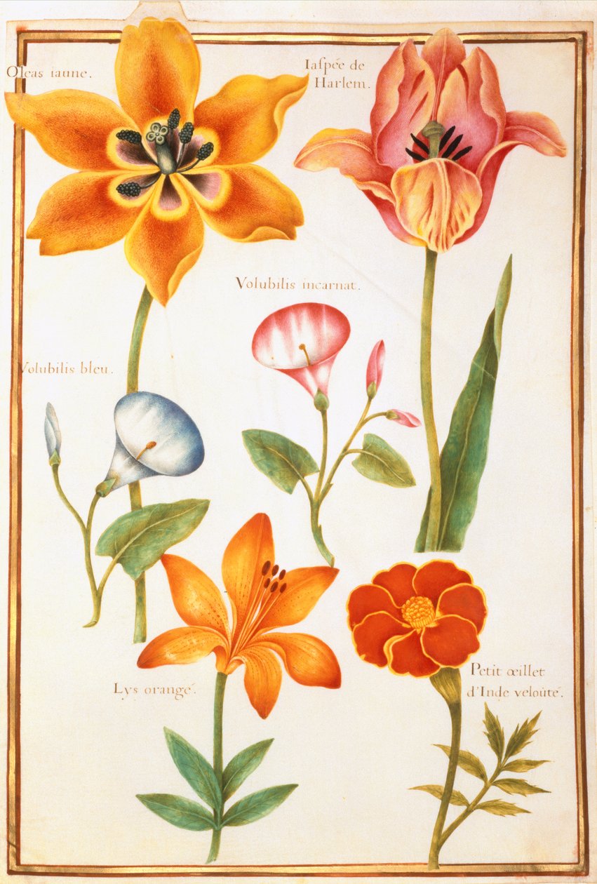 PD.109-1973.f26 Zwei Tulpen, Winde, Lilium Bulbiferum und Französische Ringelblume von Nicolas Robert