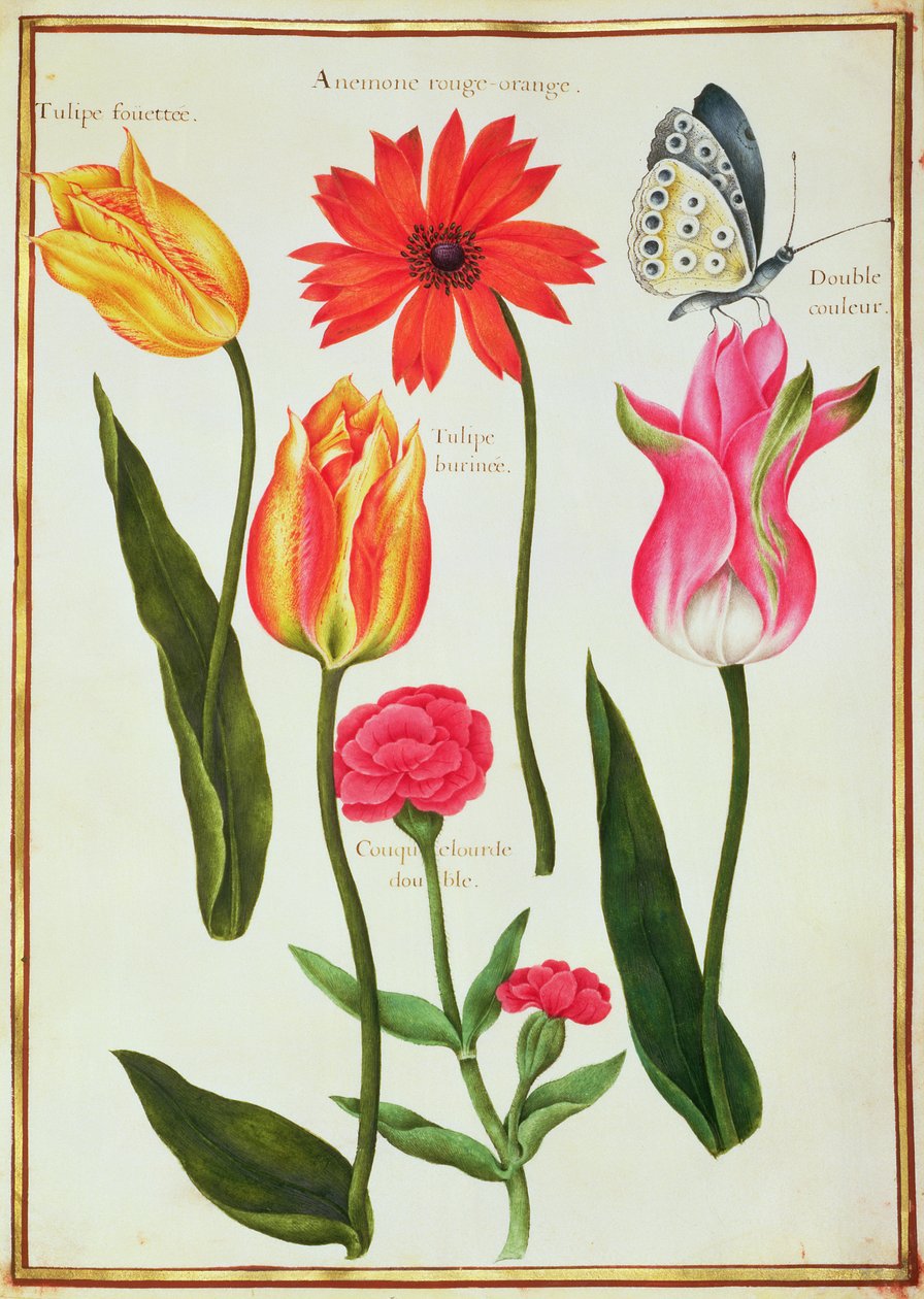 Tulpen, Anemone, Lychnis und ein Schmetterling von Nicolas Robert