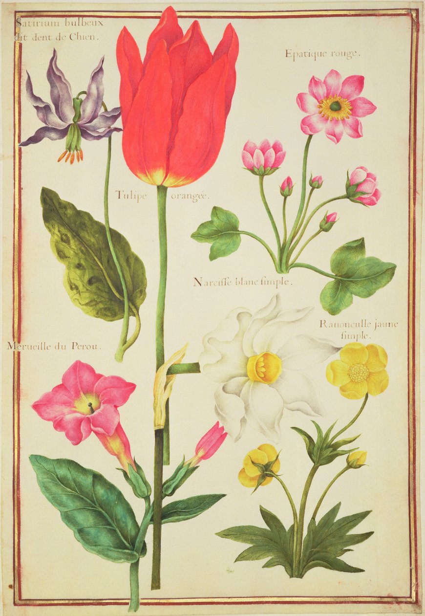 Blumenstudien von Nicolas Robert