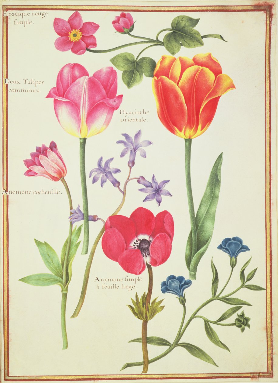 Blumenstudien von Nicolas Robert