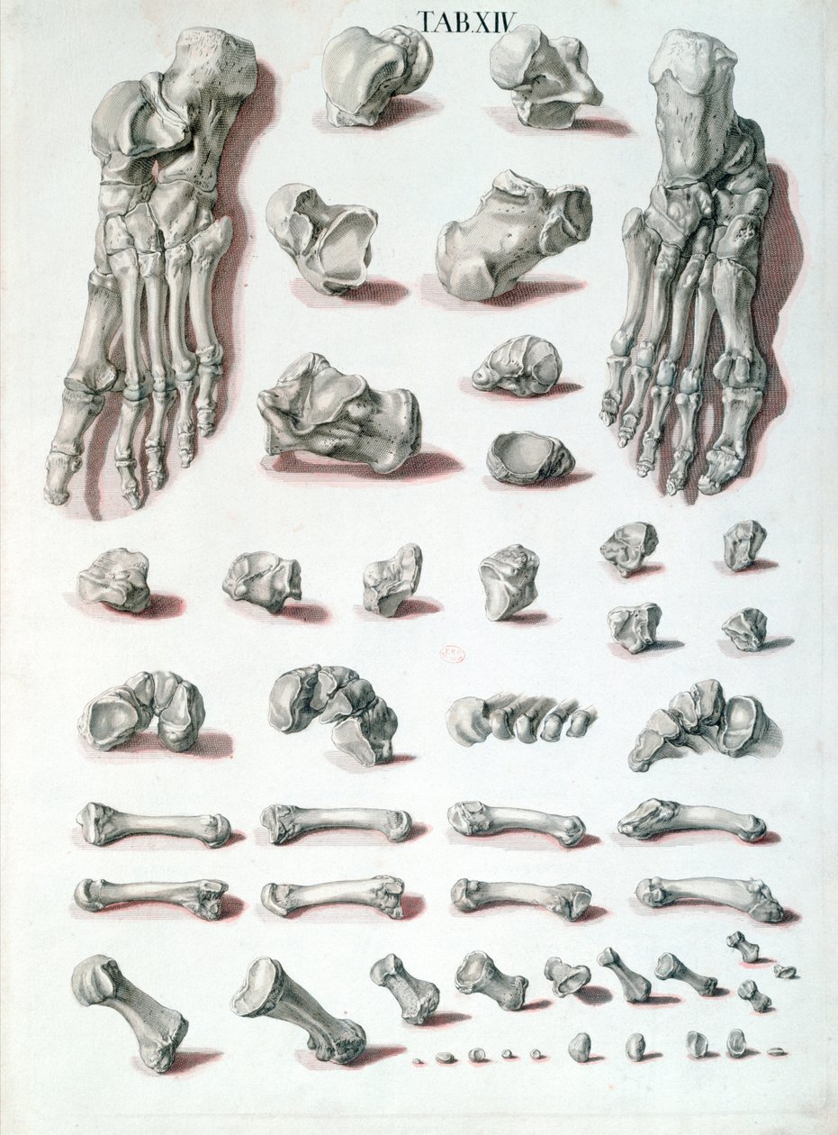 Knochen des Fußes, aus Tabulae Osteologicae von Christoph Jacob Trew (1695-1769) graviert von G. Lichtensteger, 1767 von Nikolaus Friedrich after Eisenberger