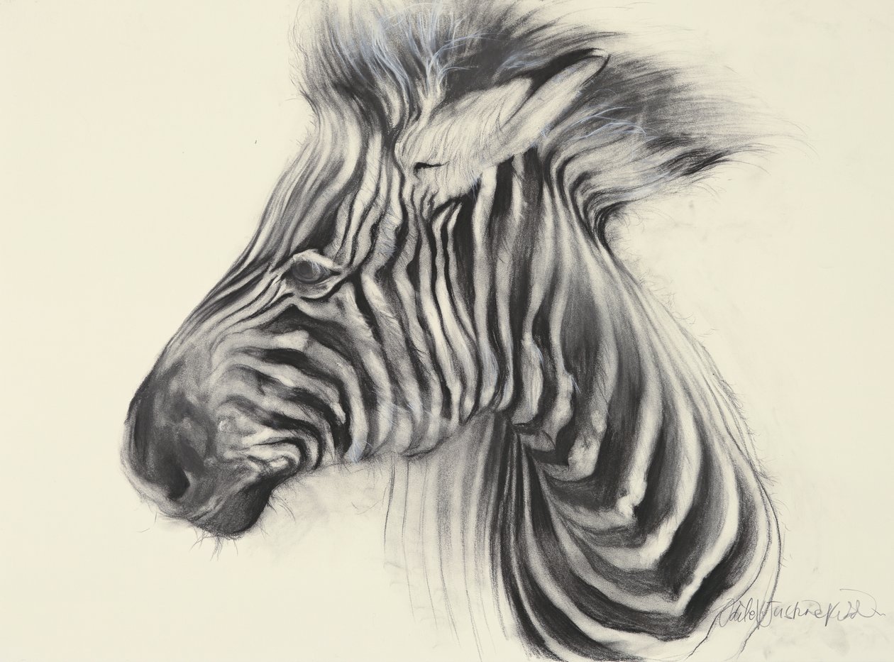 Babyzebra, 2000 von Odile Kidd