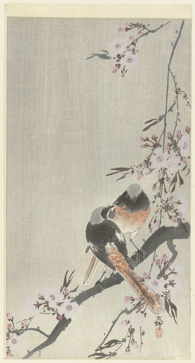 Zwei Siegelrotschwänze mit Kirschblüten von Ohara Koson