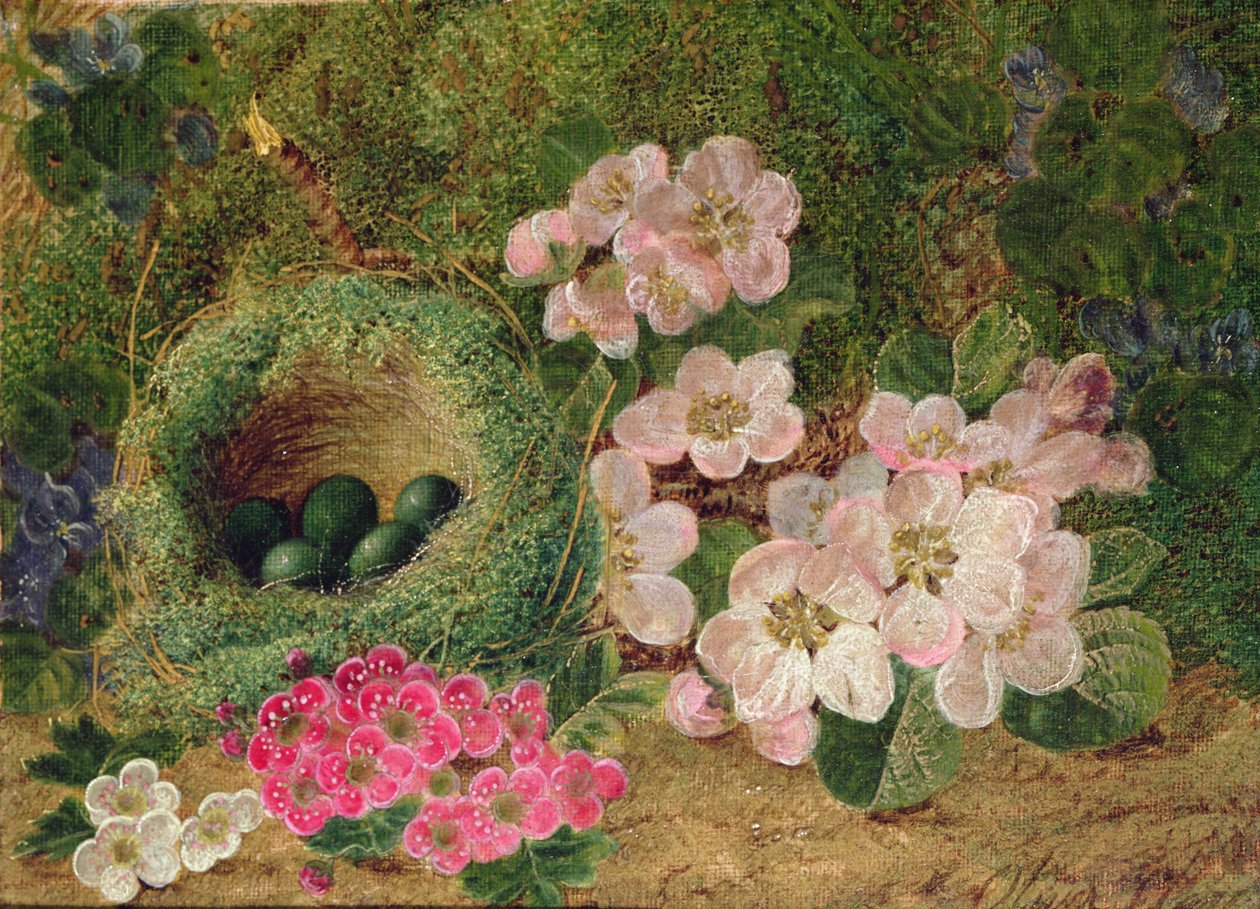 Primeln bei einem Vogelnest von Oliver Clare
