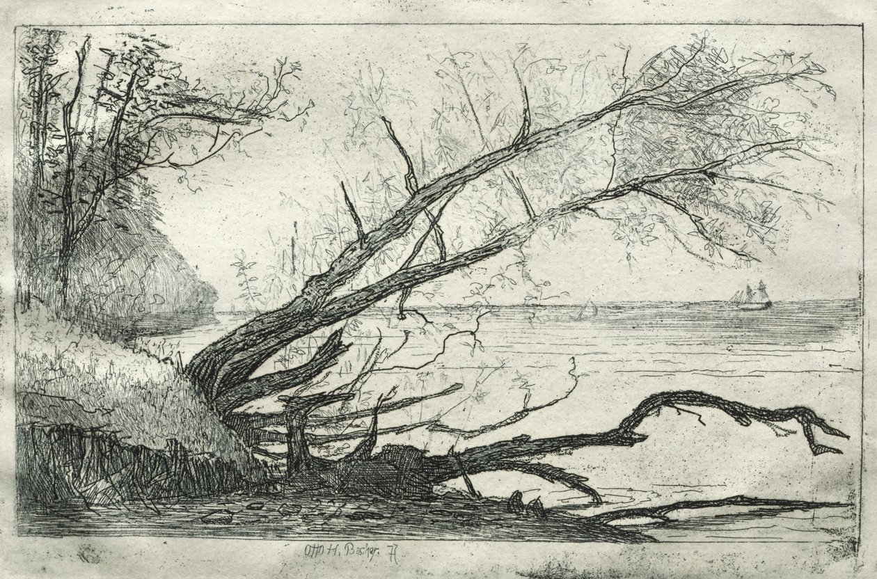 Alter Ahorn, 1877 von Otto H. Bacher