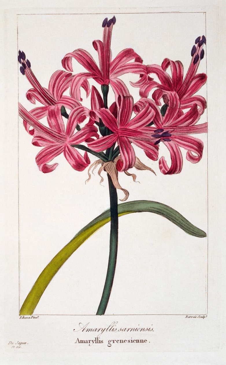 Amaryllis sarniensis, 1836 (handkolorierte Gravur) von Pancrace Bessa