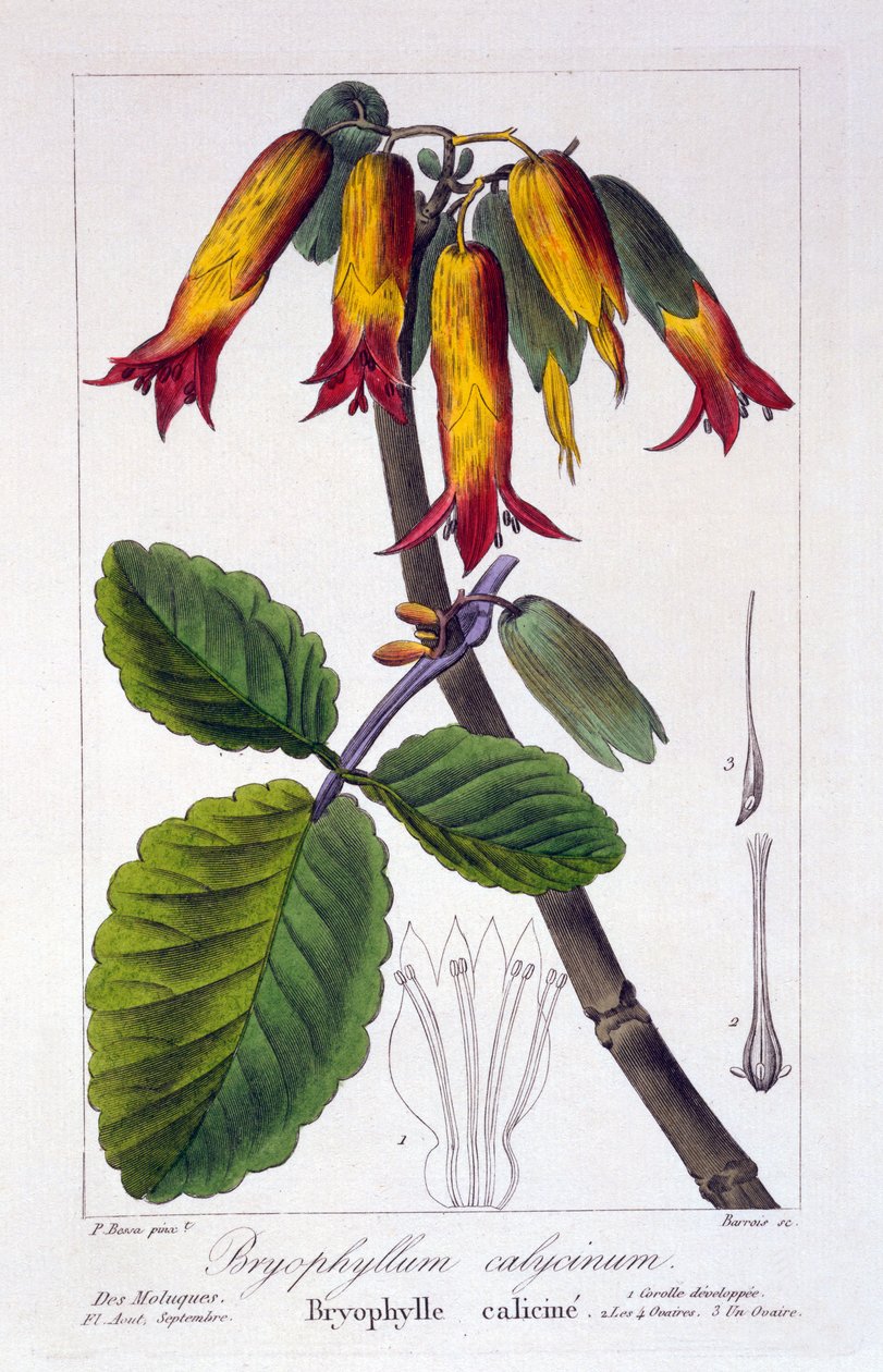 Bryophyllum calycinum, oder Kalanchoe pinnata von Pancrace Bessa