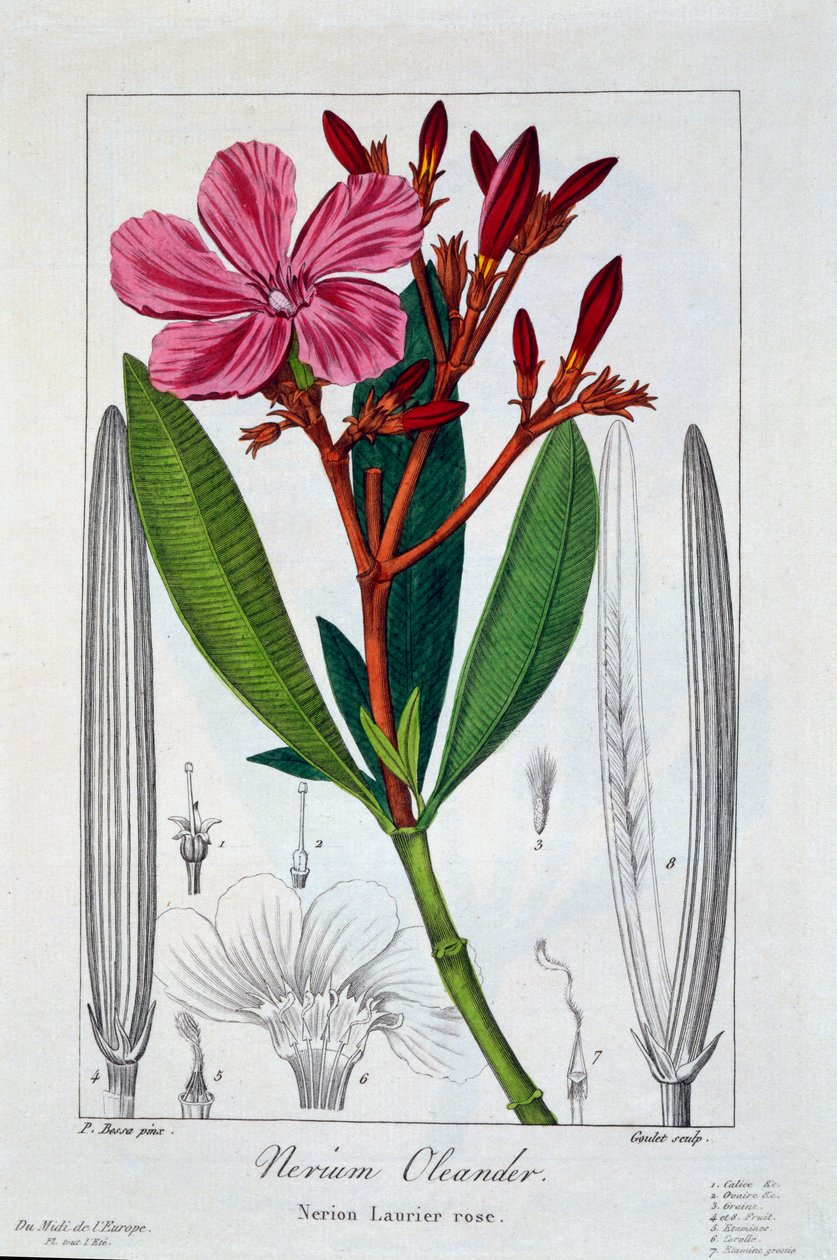 Nerium oleander, 1836 von Pancrace Bessa