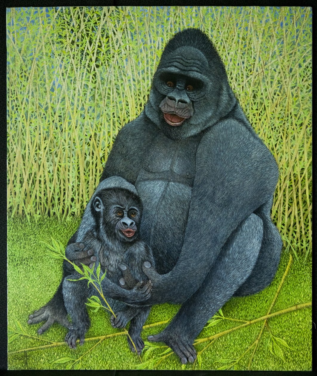 Gorillas von Pat Scott