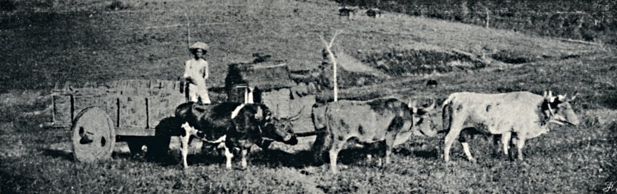 Ochsenkarren von Paulo Sack