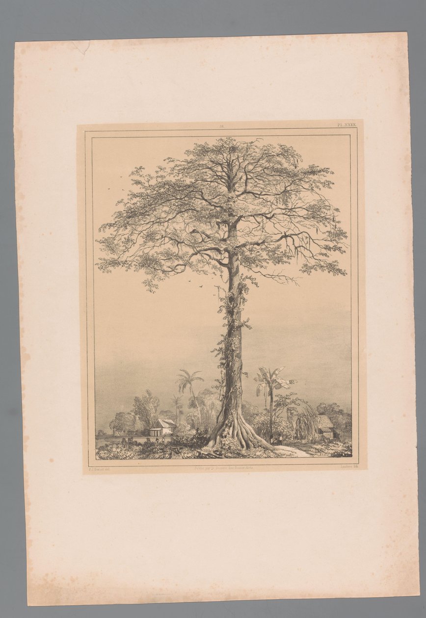 Kankantri-Baum von Paulus Lauters