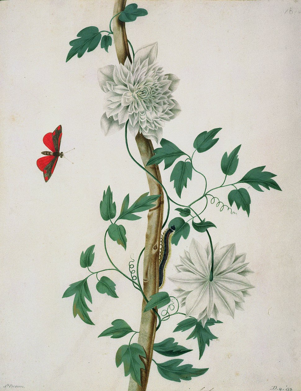 Blumenstudien, 18. Jahrhundert von Peter Brown