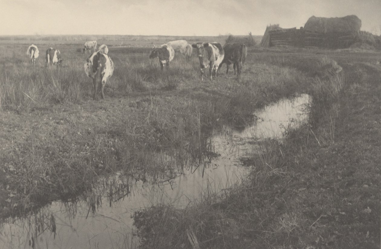 Rinder auf den Marschen von Peter Henry Emerson