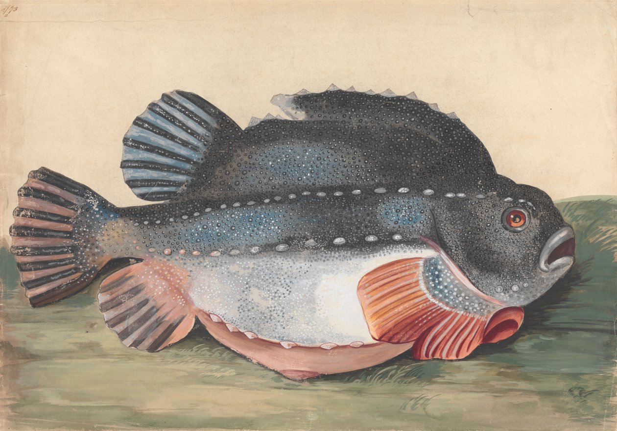 Seehase (Männlich) von Peter Paillou the younger