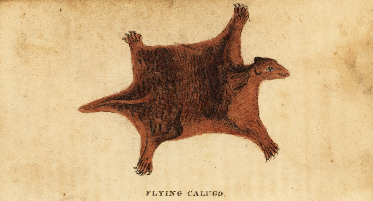 Philippinisches Flughörnchen, Cynocephalus volans, 1800 (Gravur) von Peter Simon Pallas