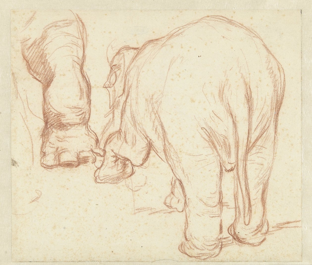 Stehender Elefant von hinten und ein Bein von Petrus Camper