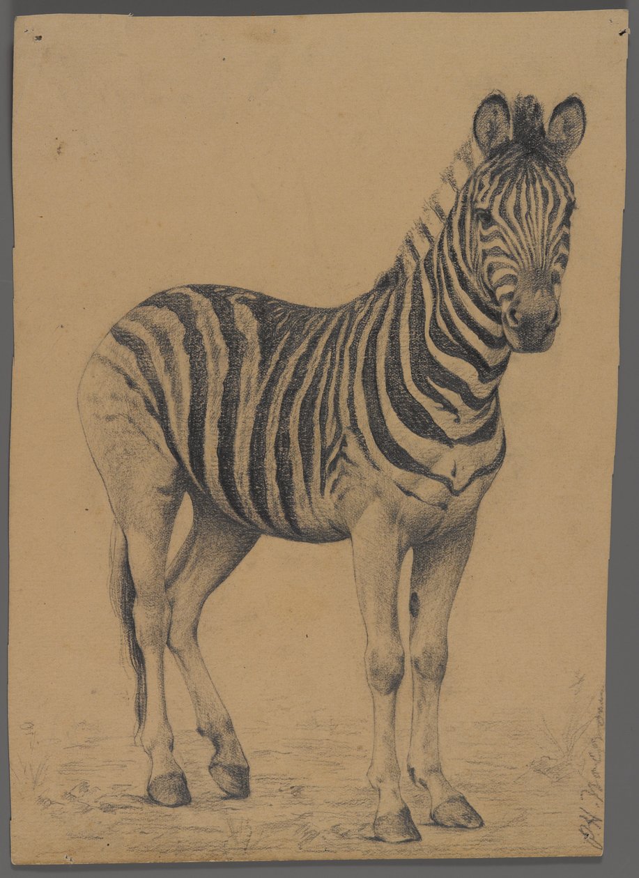 Zebra von Philip H. Wolfrom