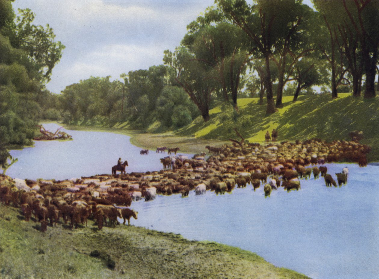 Queensland, Australien: Viehtreiben in der Nähe von Goondiwindi von Photographer Australian