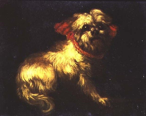 Ein Malteser Terrier von Pier Francesco Cittadini