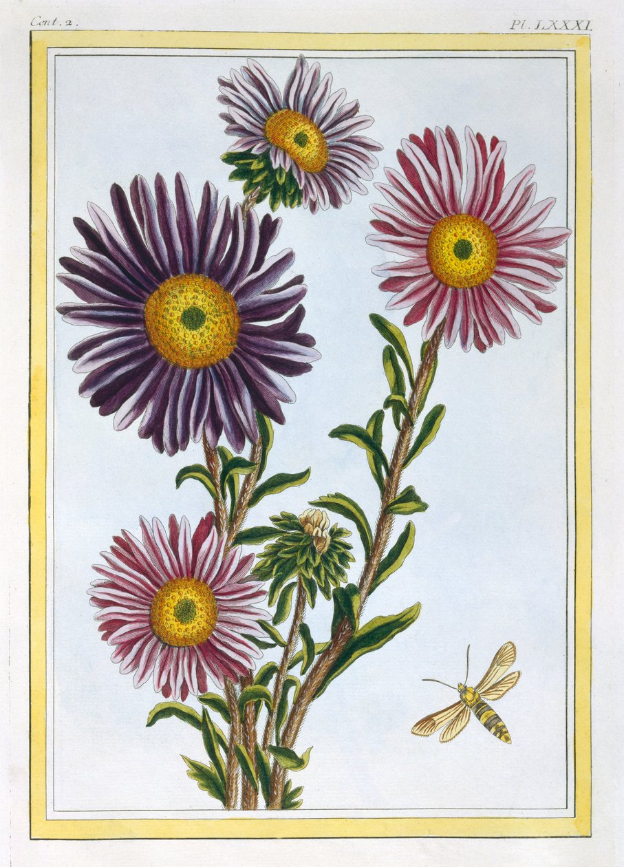 Livingstone Daisy Dorothanthus, ca. 1776 von Pierre Joseph Buchoz