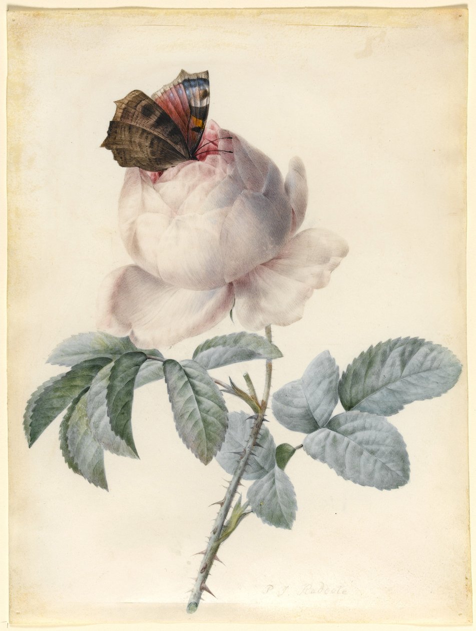 Centifolia-Rose mit Pfauenfalter von Pierre Joseph Redouté