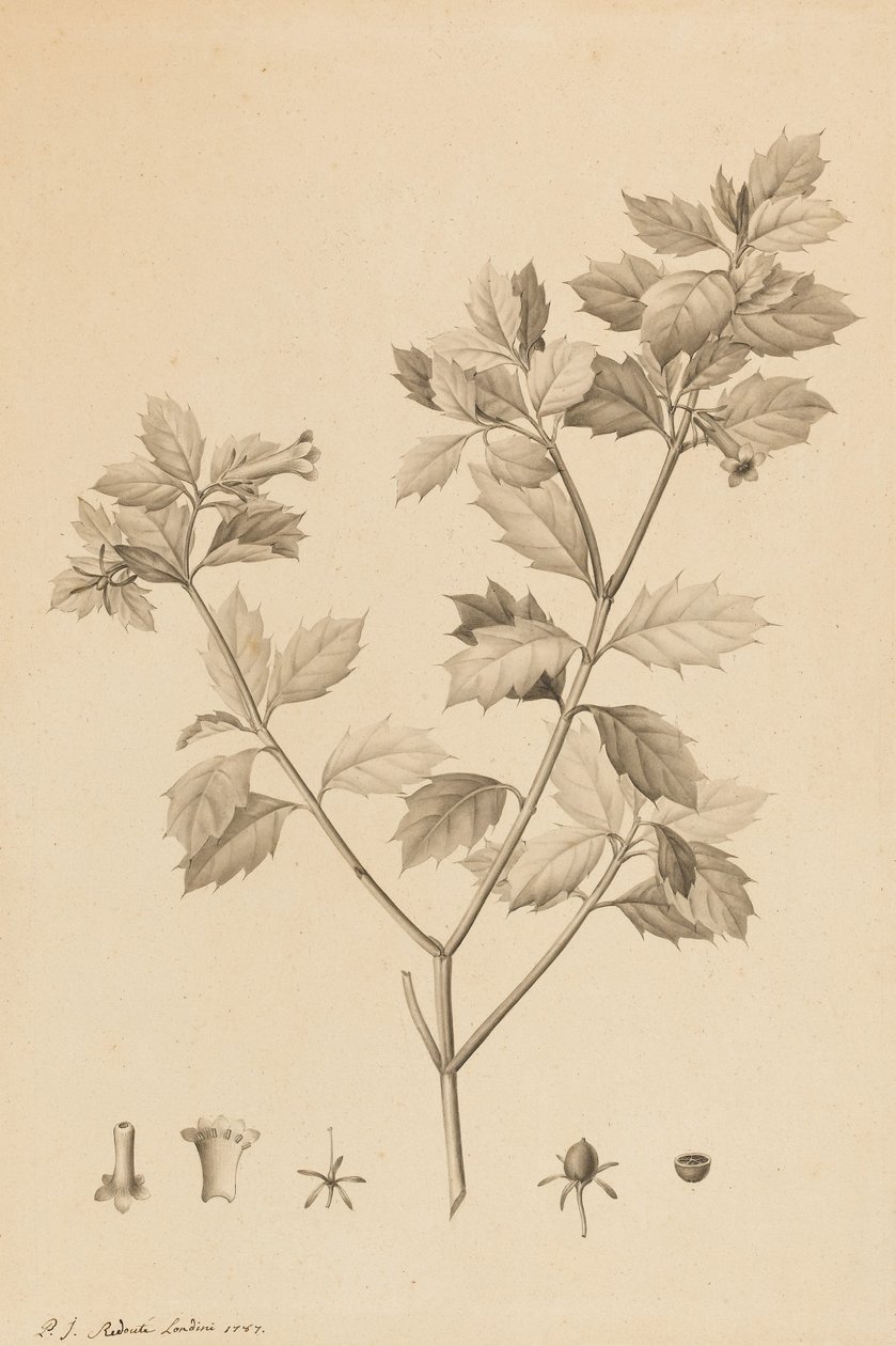 Desfonainia Spinosa von Pierre Joseph Redouté