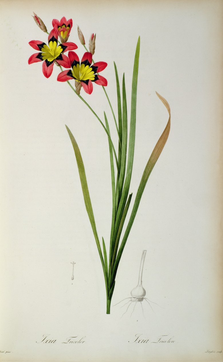 Ixia Tricolor, aus `Les Liliacees