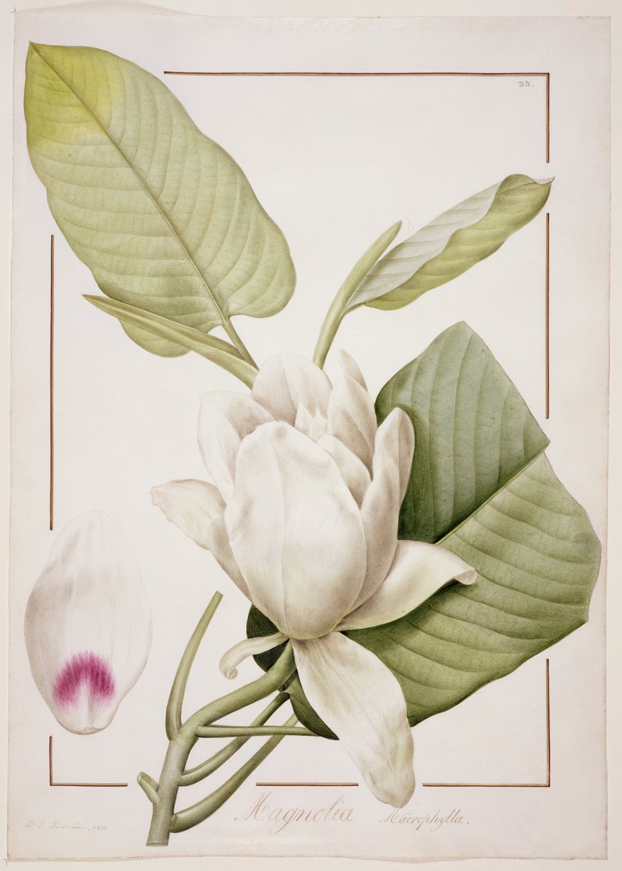 Magnolia macrophylla, 1811 von Pierre Joseph Redouté
