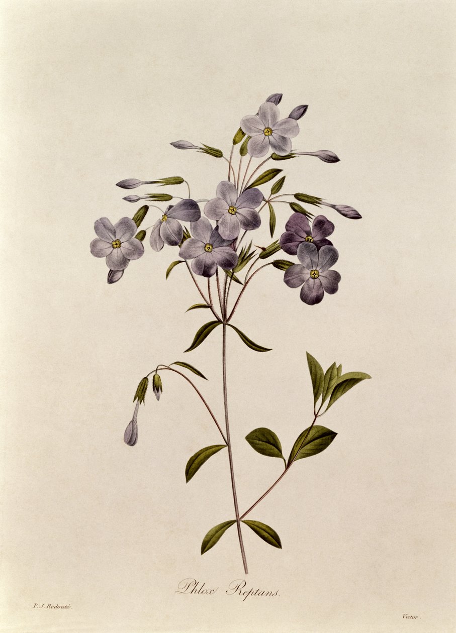 Phlox reptans von Pierre Joseph Redouté