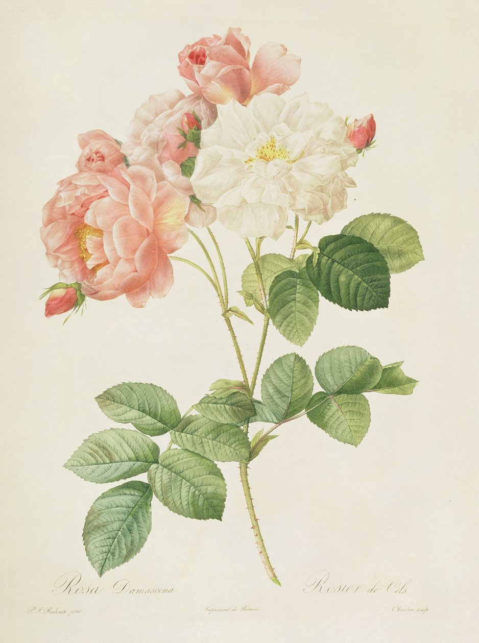 Rosa Damascena, aus 