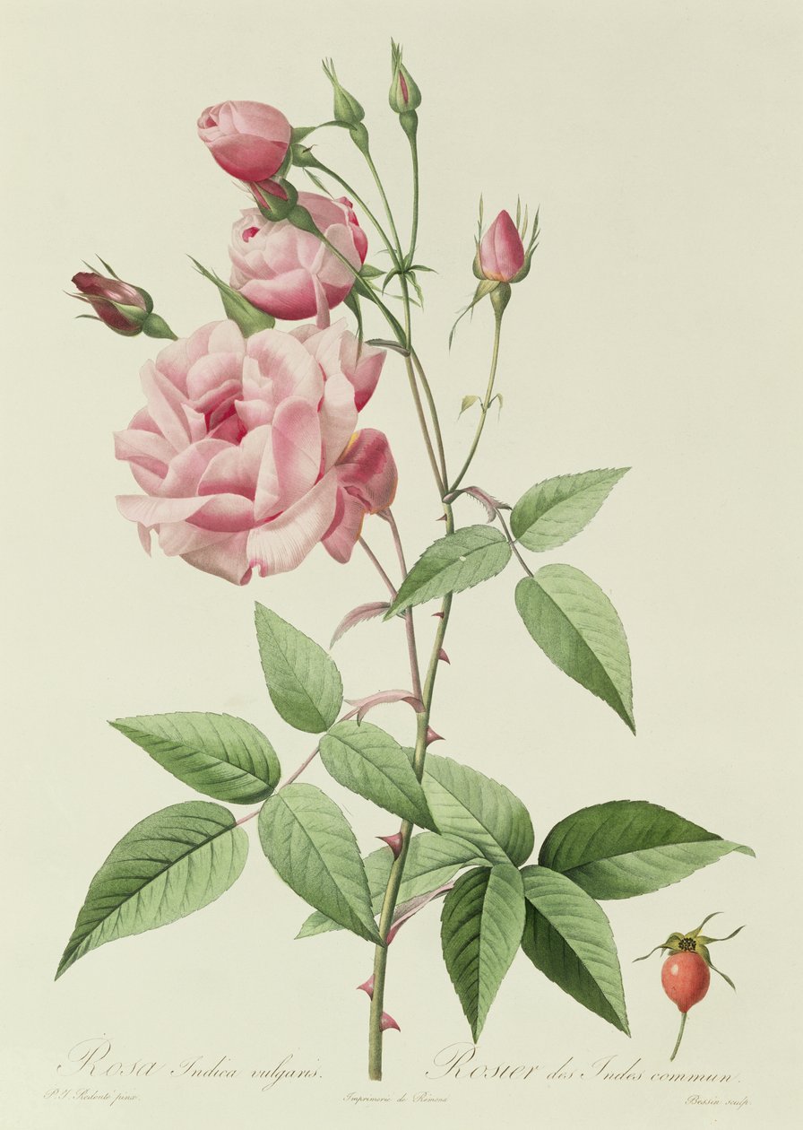 Rosa Indica Vulgaris von Pierre Joseph Redouté