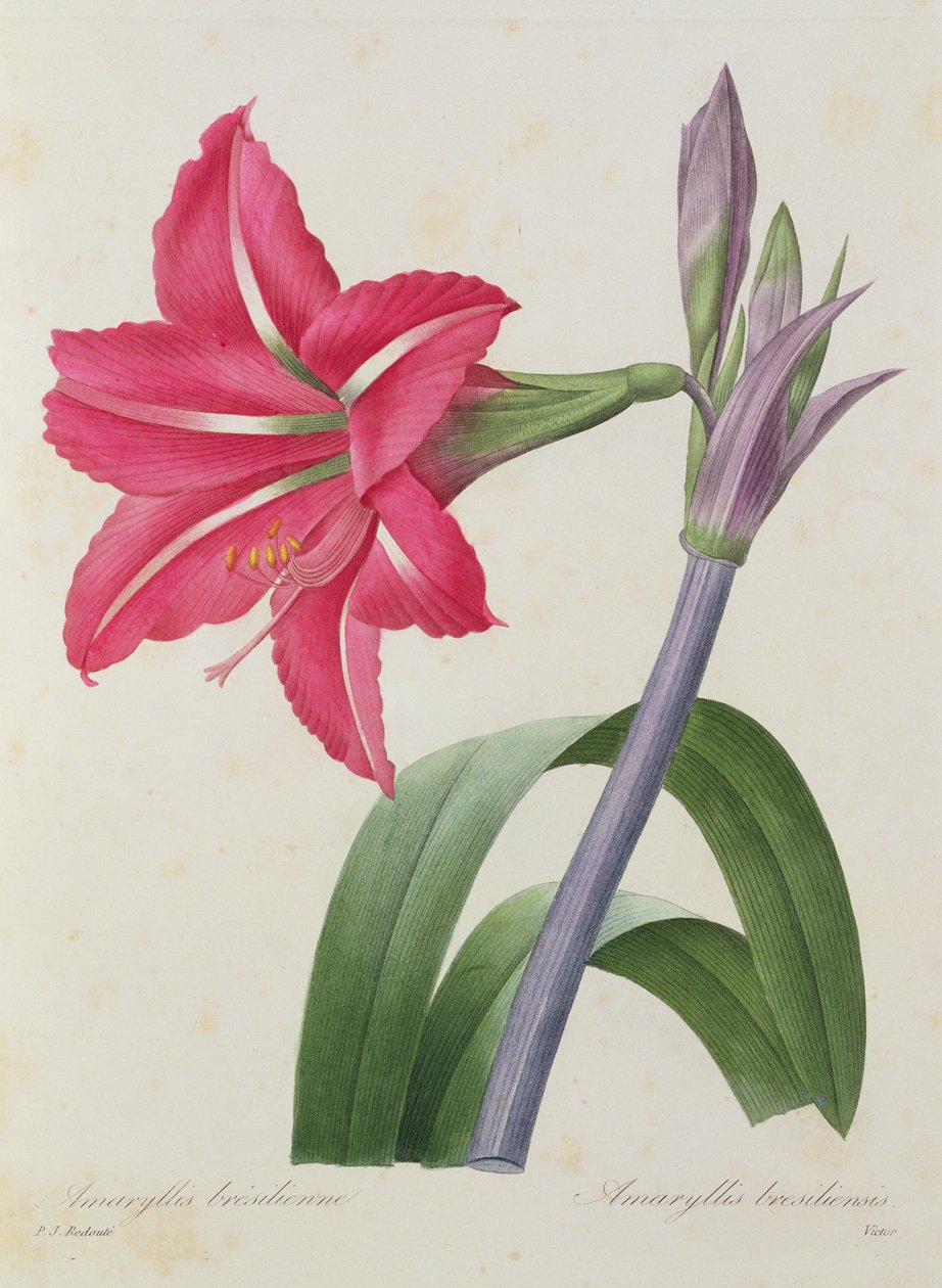 Amaryllis bresiliensis (Brasilianische Amaryllis), graviert von Victor, aus 