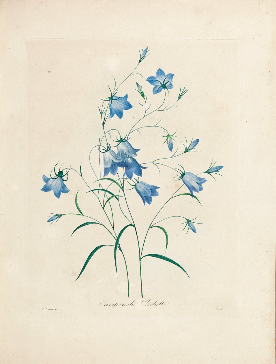 Blaue Glockenblumen, aus 