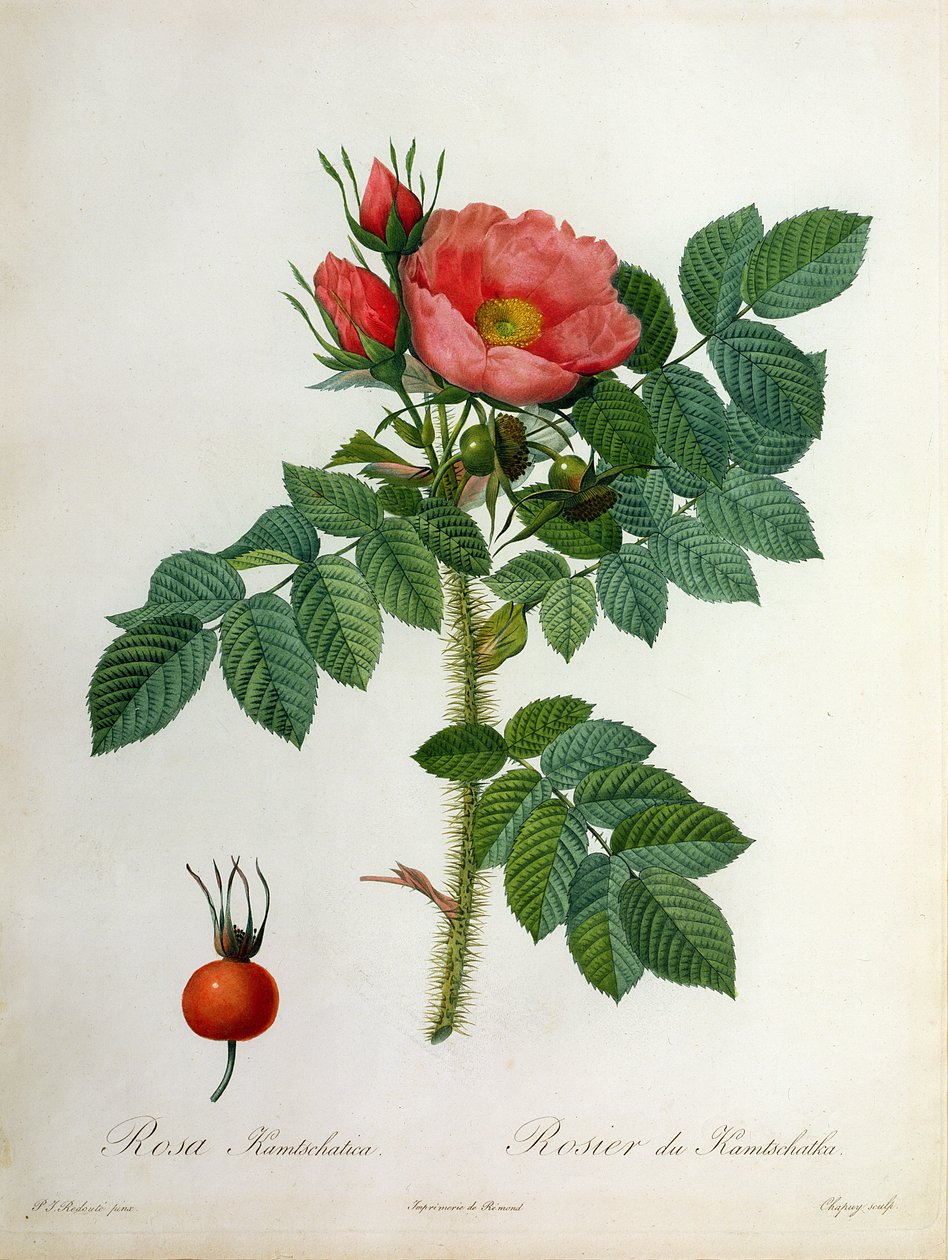 Rosa Kamtschatica, graviert von Chapuy, veröffentlicht von Remond von Pierre Joseph Redouté
