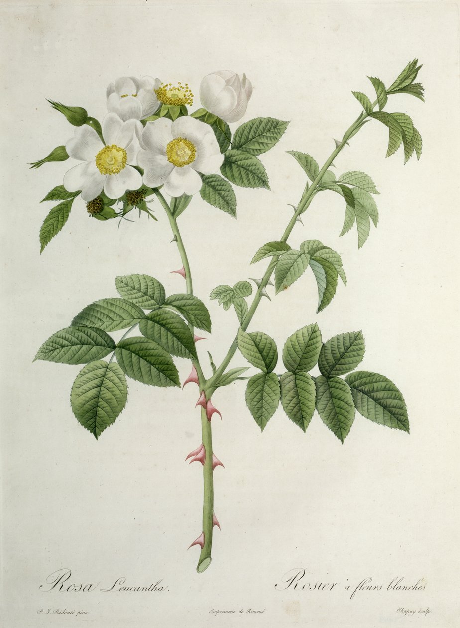 Rosa Leucantha, graviert von Chapuy, veröffentlicht von Remond von Pierre Joseph Redouté