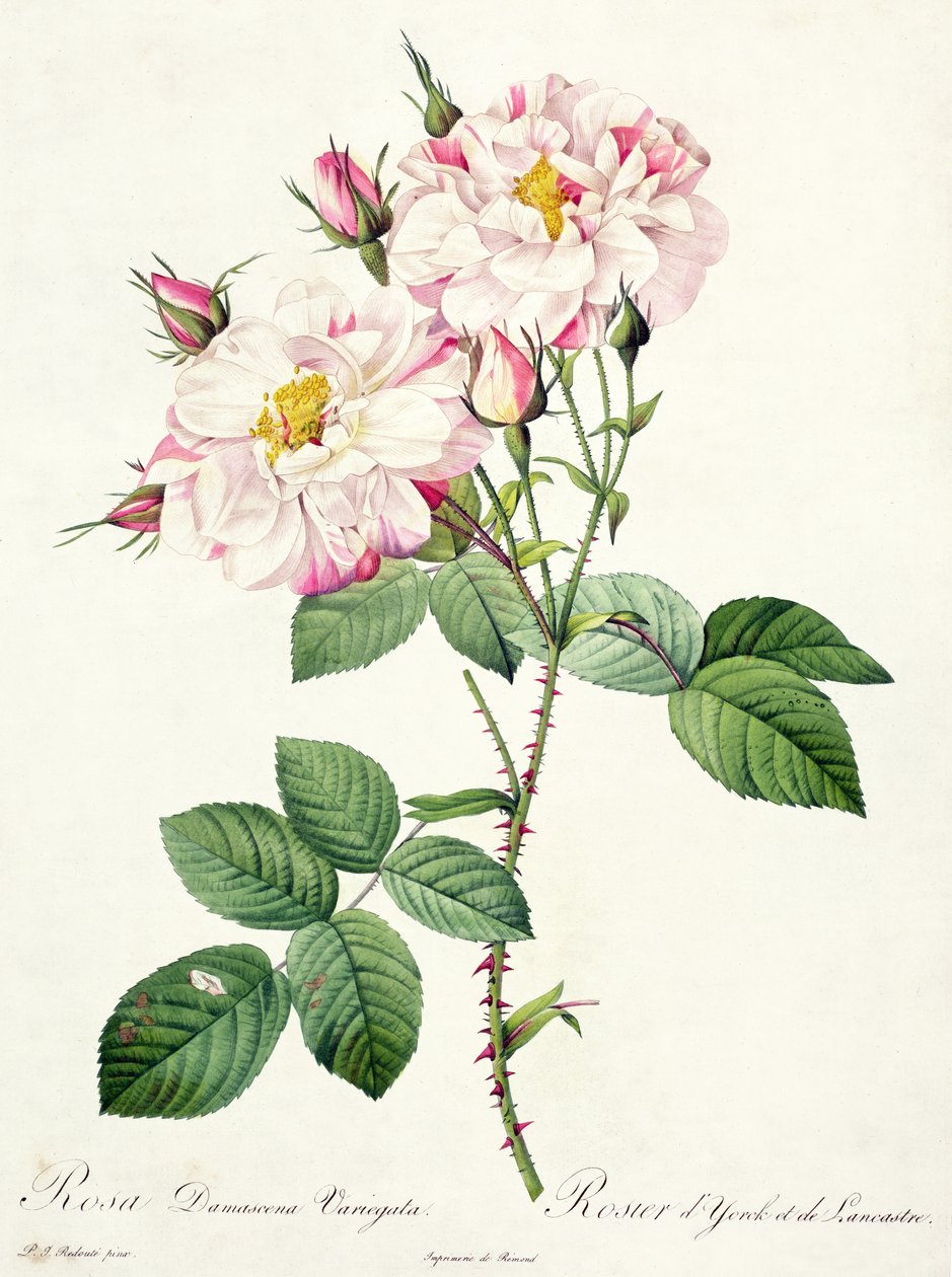 Rosa damascena variegata (York- und Lancaster-Rose), graviert von Bessin, aus 