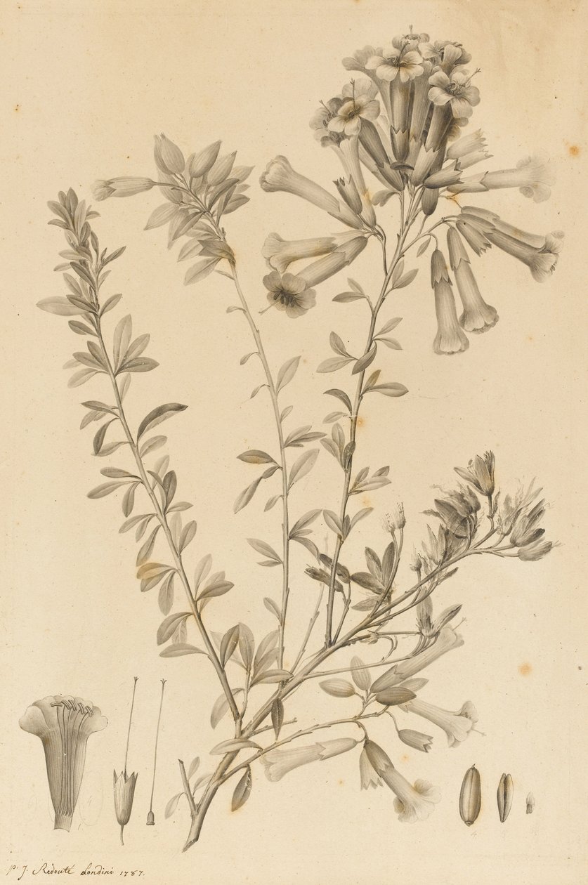 Periphragmos Species, 1787 von Pierre Joseph Redouté