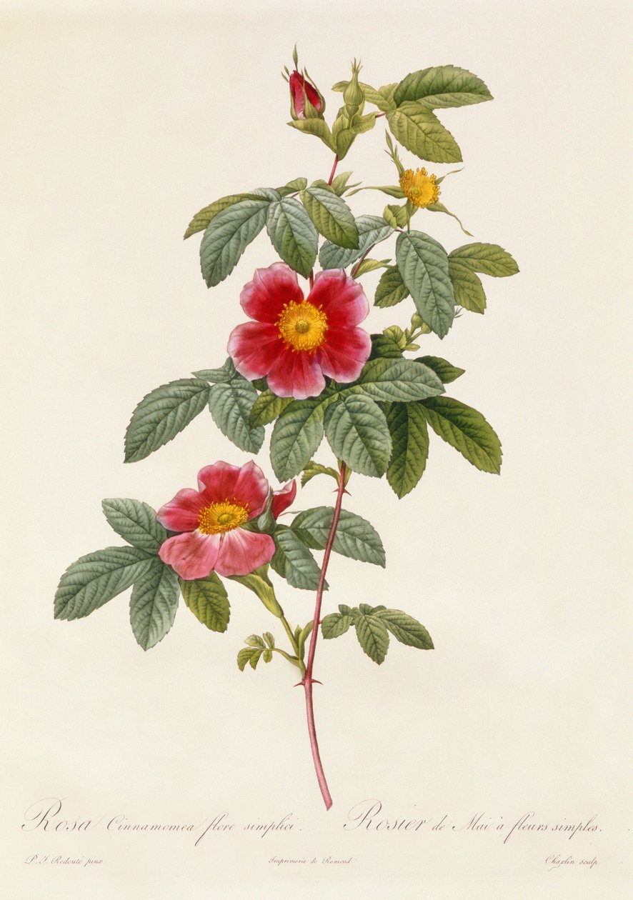 Rosa Cinnamomea Flore Simplici von Pierre Joseph Redouté