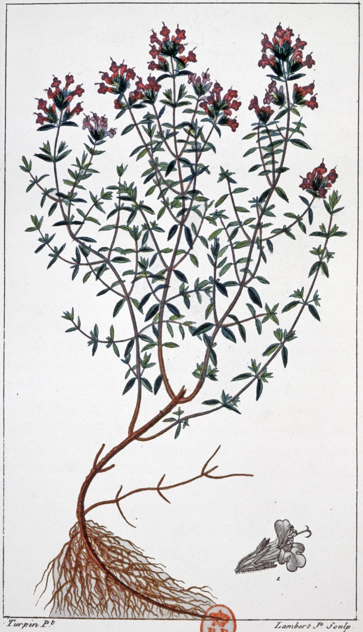 Thymian (Gravur) von Pierre Jean Francois (after) Turpin
