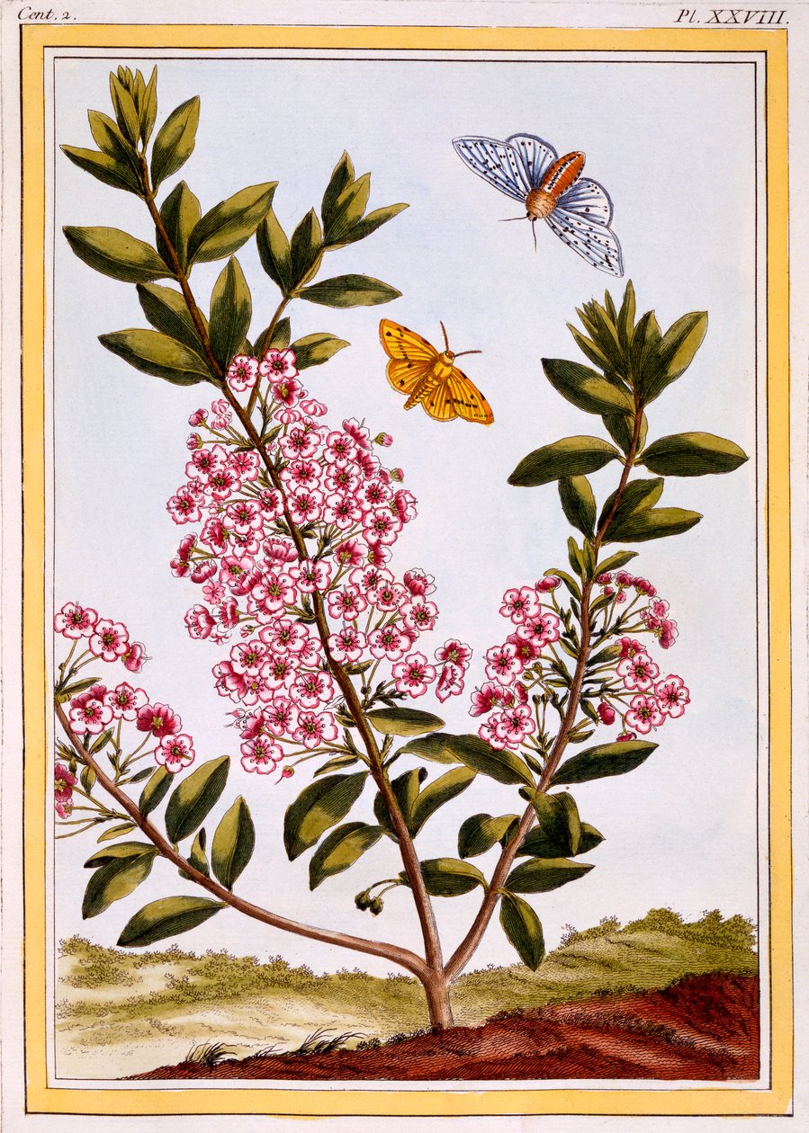Schaflorbeer Kalmia augustifolia von Pierre Joseph Buchoz