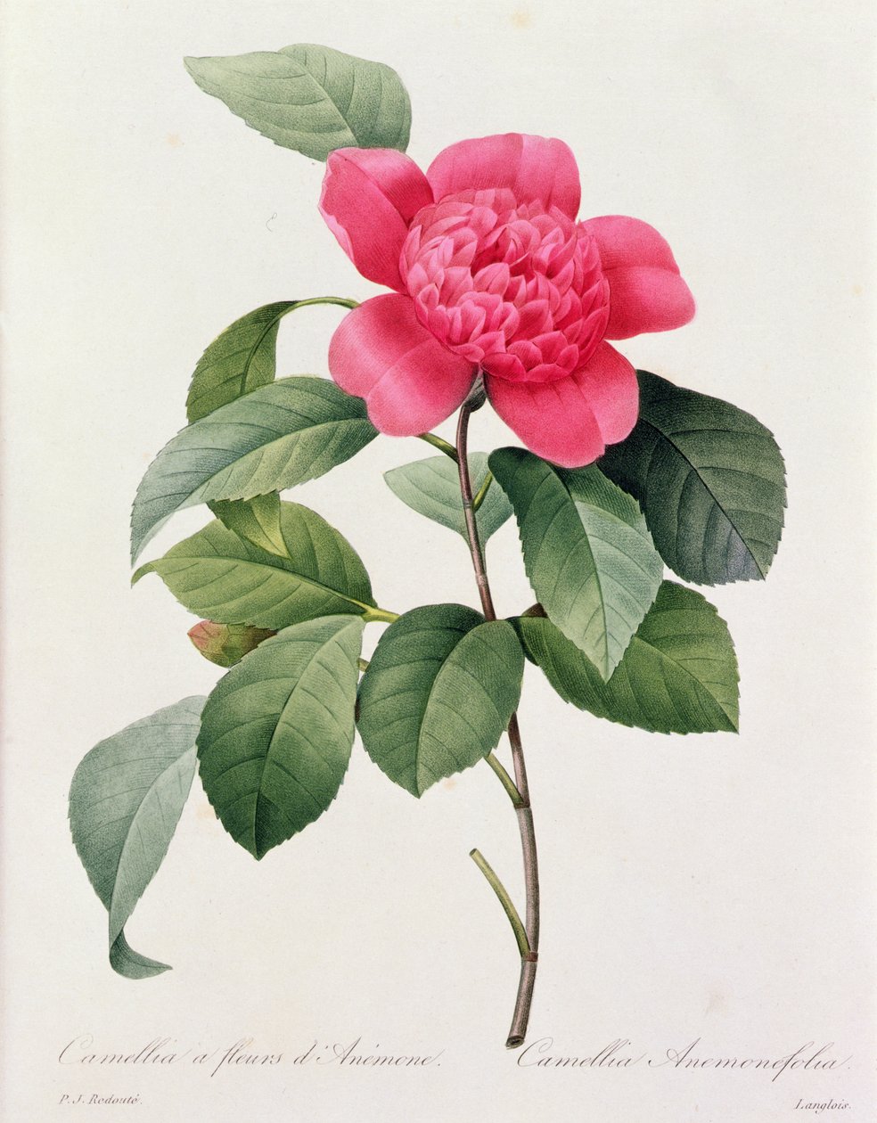Camellia Anemonefolia von Pierre Joseph Redouté
