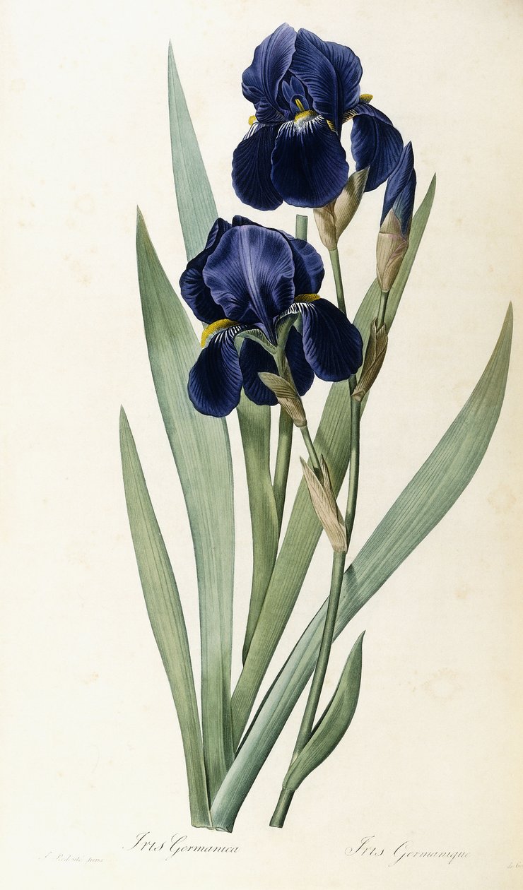 Iris Germanica von Pierre Joseph Redouté