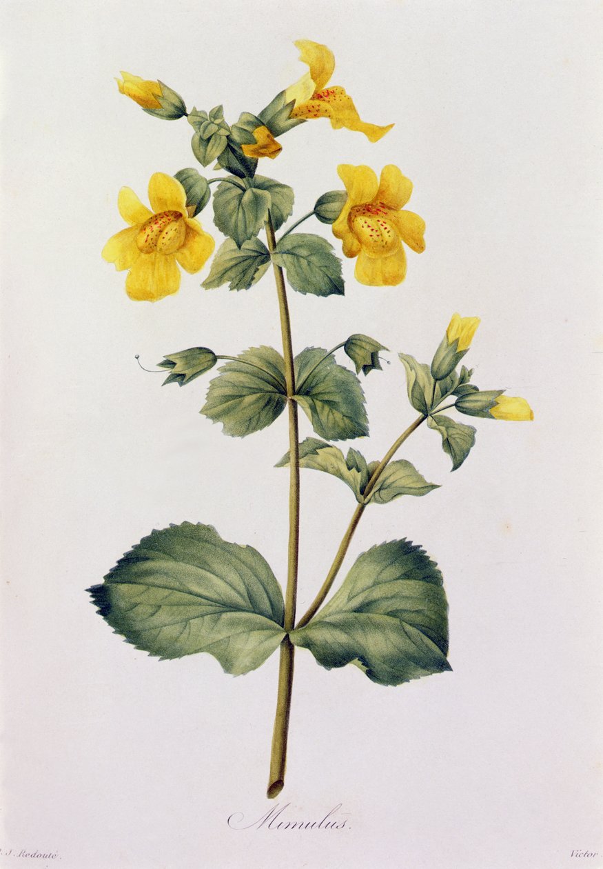 Mimulus von Pierre Joseph Redouté