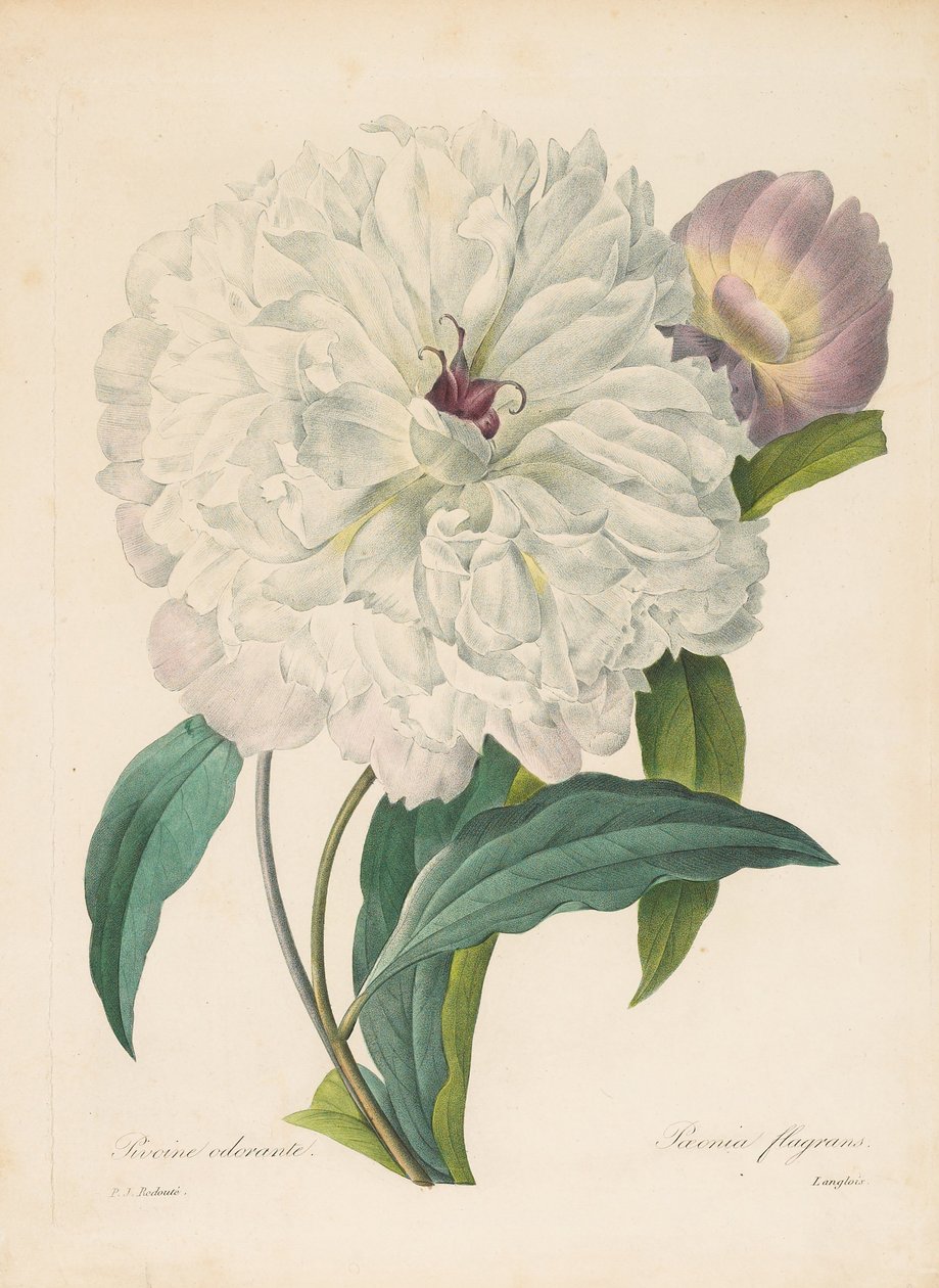 Paeonia flagrans Pfingstrose, 1827 von Pierre Joseph Redouté