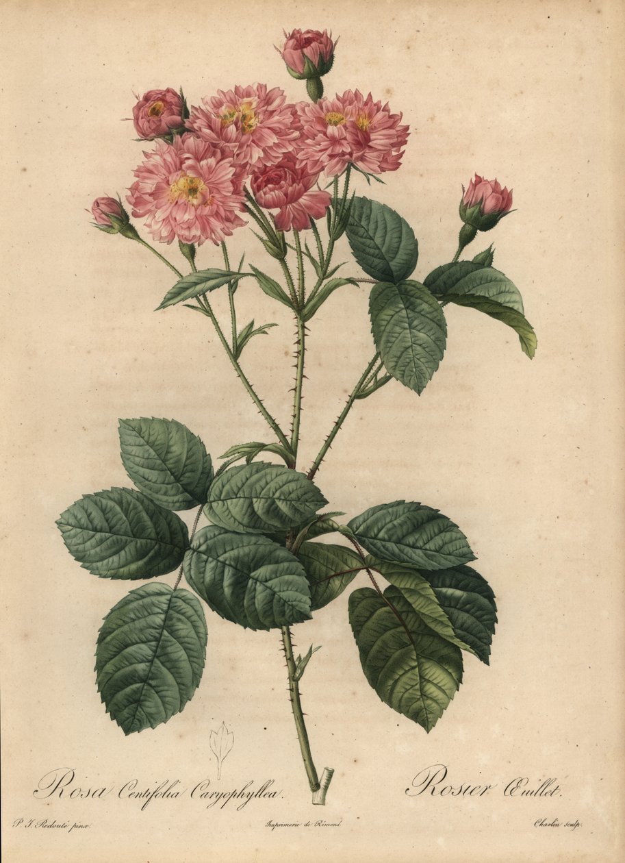 Rosa Nelkenblatt-Rose, Rosa centifolia von Pierre Joseph Redouté