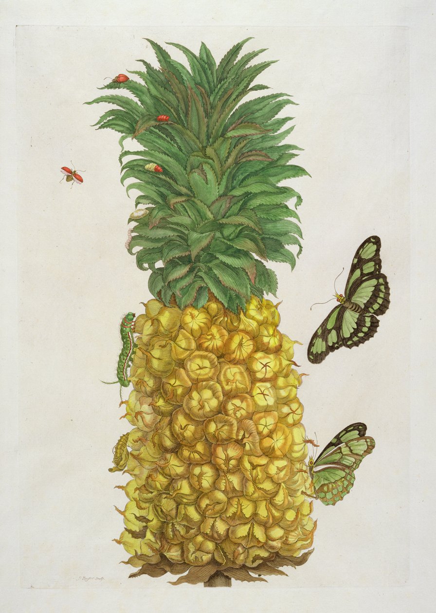 Ananas mit Raupe und Schmetterlingen von Pieter Sluiter or Sluyter