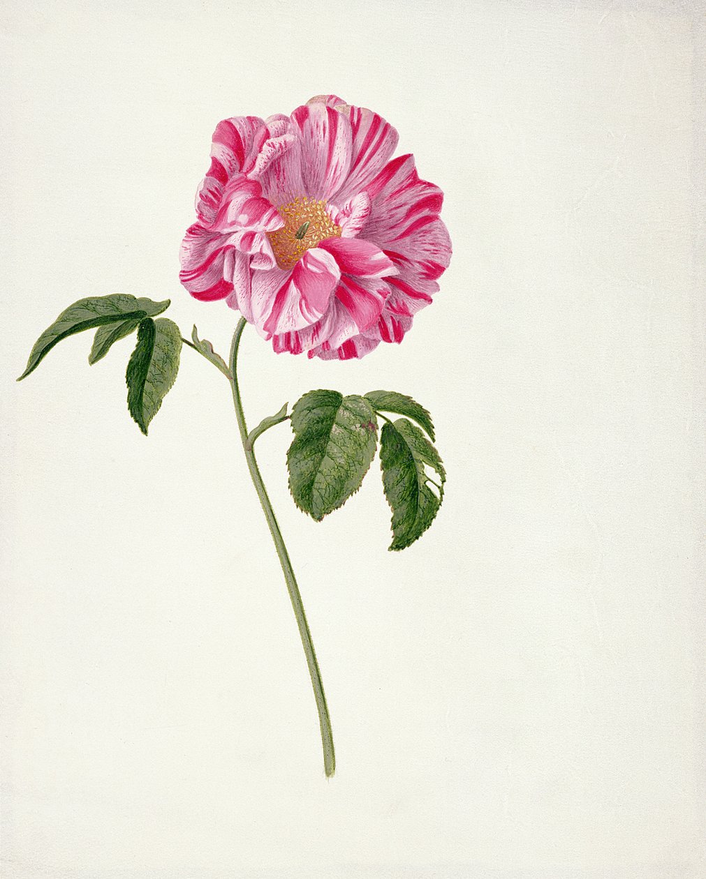 Rosa gallica versicolour (Rosa mundi) von Pieter Withoos