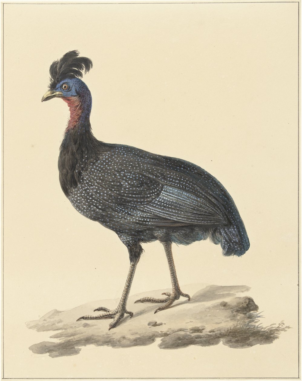 Helmperlhuhn von Pieter Pietersz. Barbiers