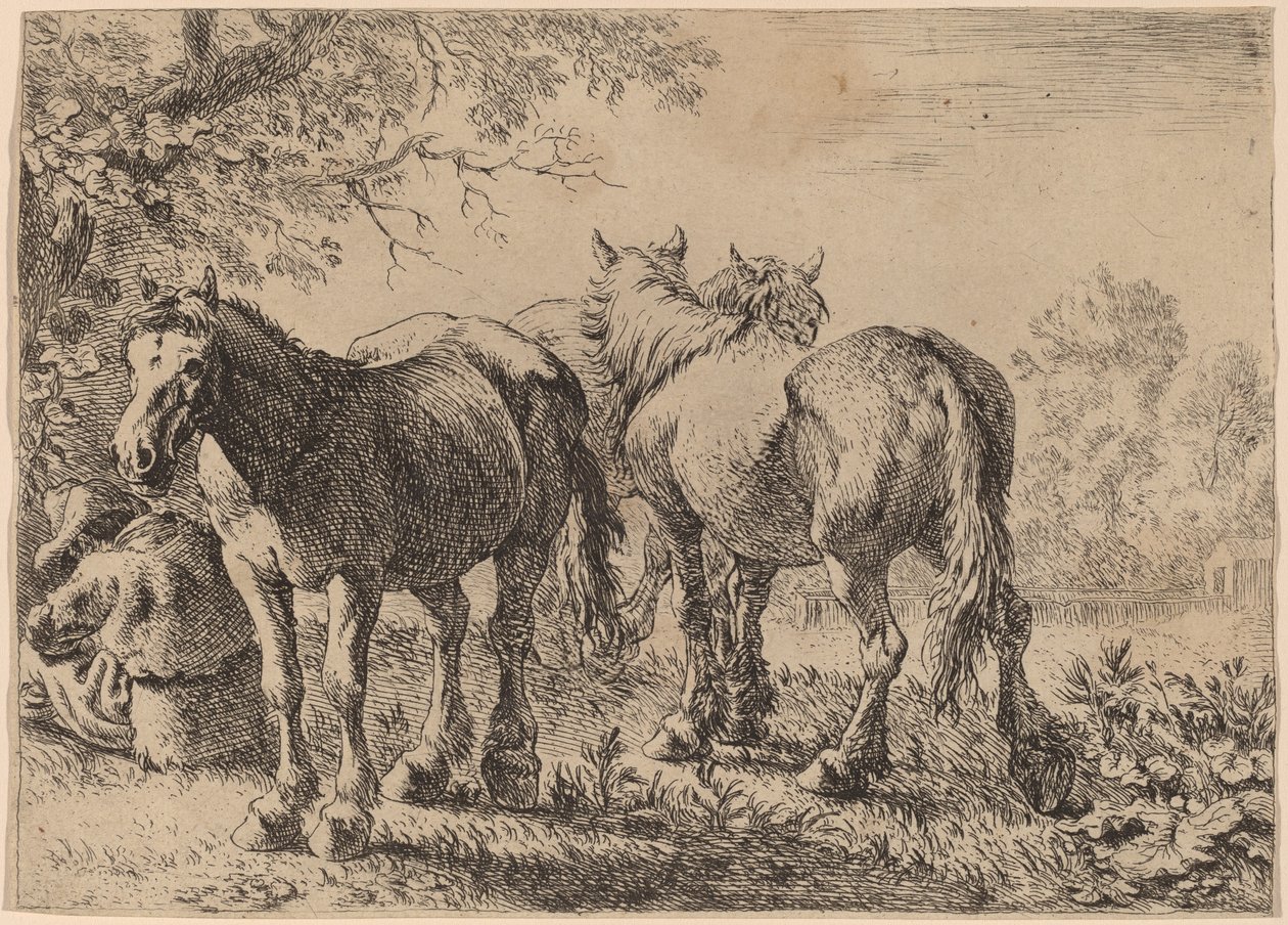 Drei Pferde auf einem Feld von Pieter van Laer